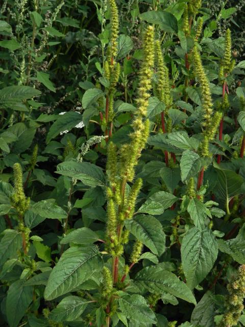 Laskavec zelenoklasý (Amaranthus powellii S. Watson)