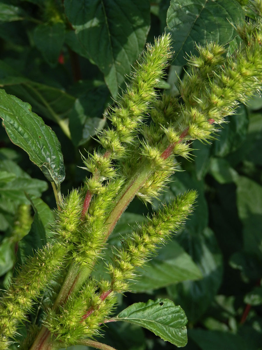 Laskavec zelenoklasý (Amaranthus powellii S. Watson)