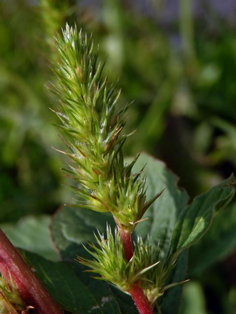 Laskavec zelenoklasý (Amaranthus powellii S. Watson)