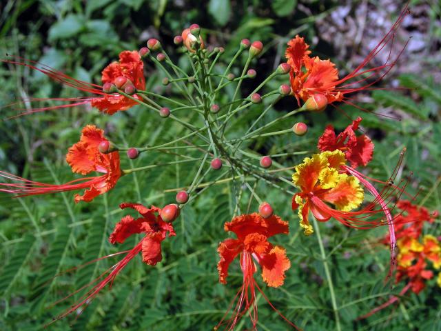 Caesalpinia pulcherrima (L.) Sw.