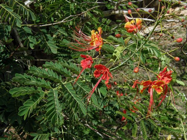 Caesalpinia pulcherrima (L.) Sw.