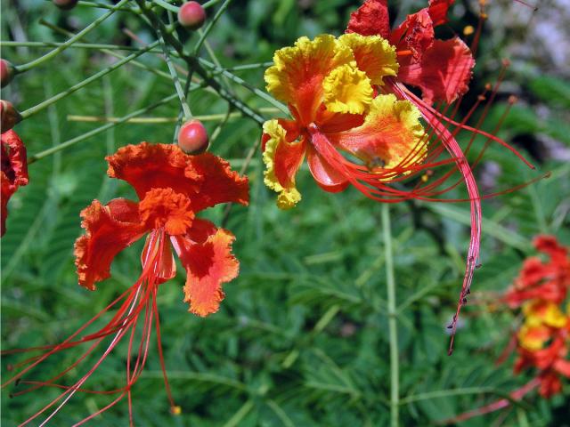 Caesalpinia pulcherrima (L.) Sw.