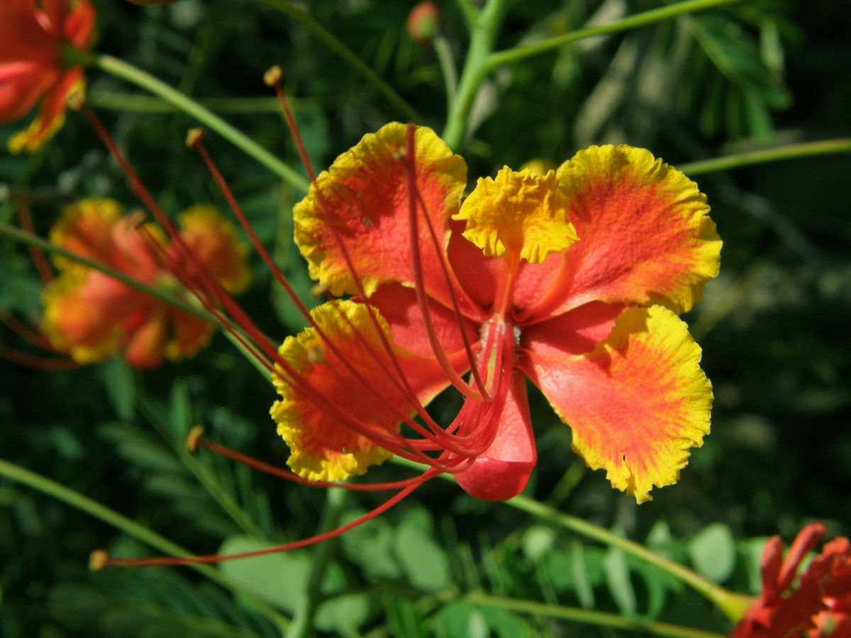 Caesalpinia pulcherrima (L.) Sw.