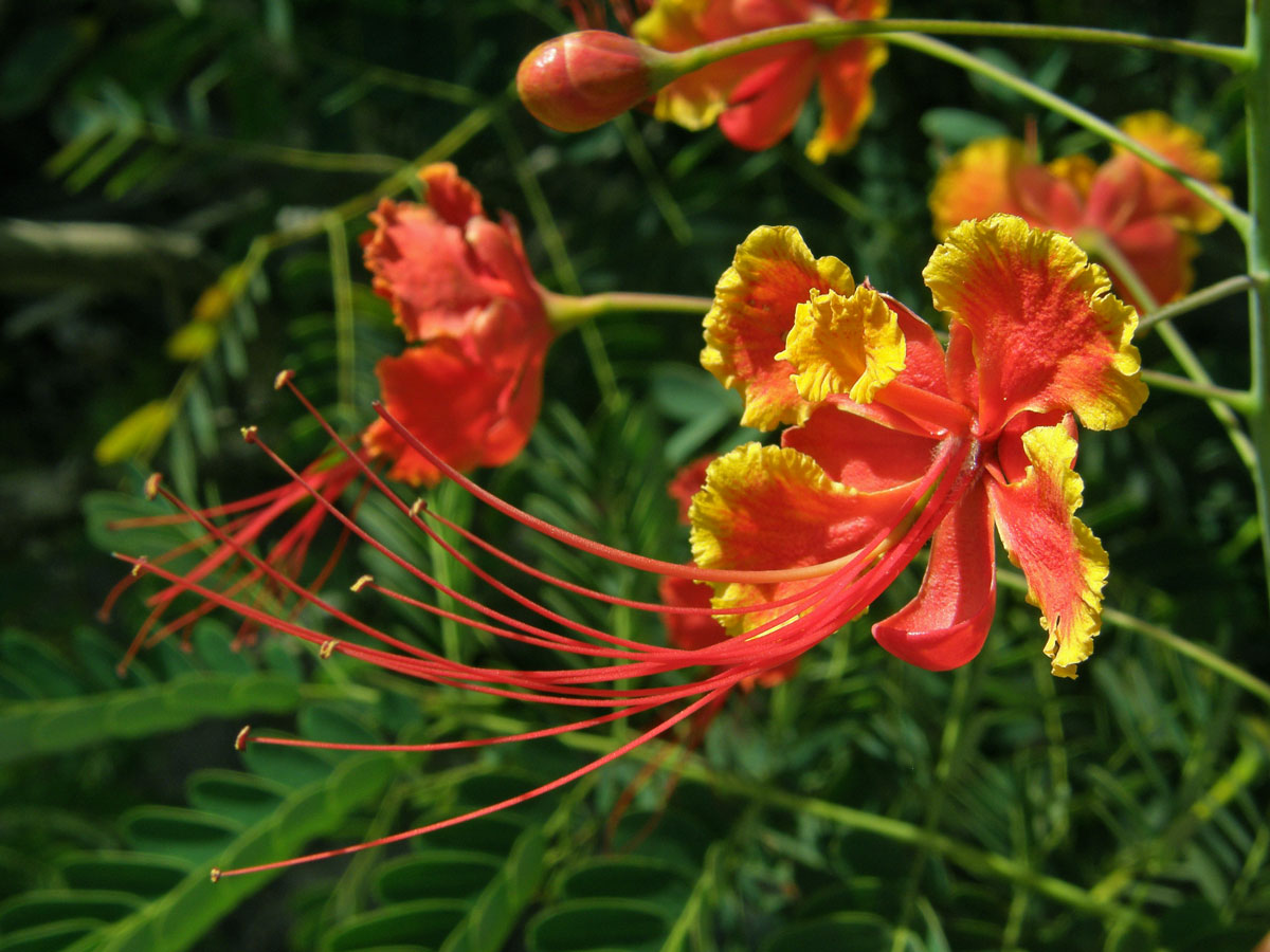 Caesalpinia pulcherrima (L.) Sw.