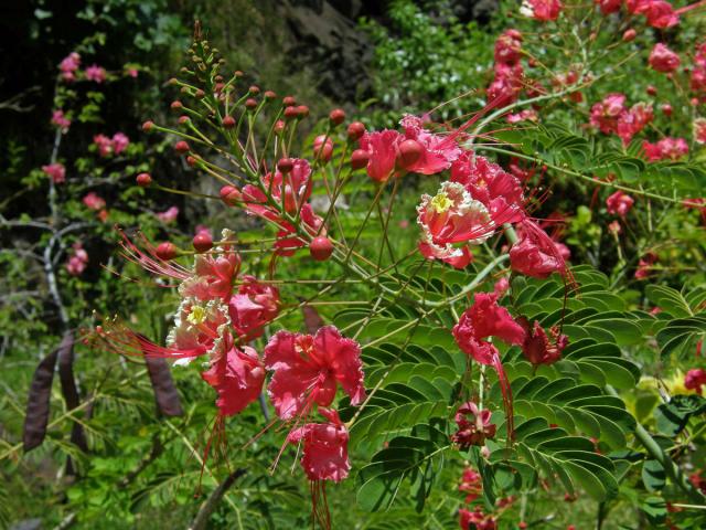 Caesalpinia pulcherrima (L.) Sw.