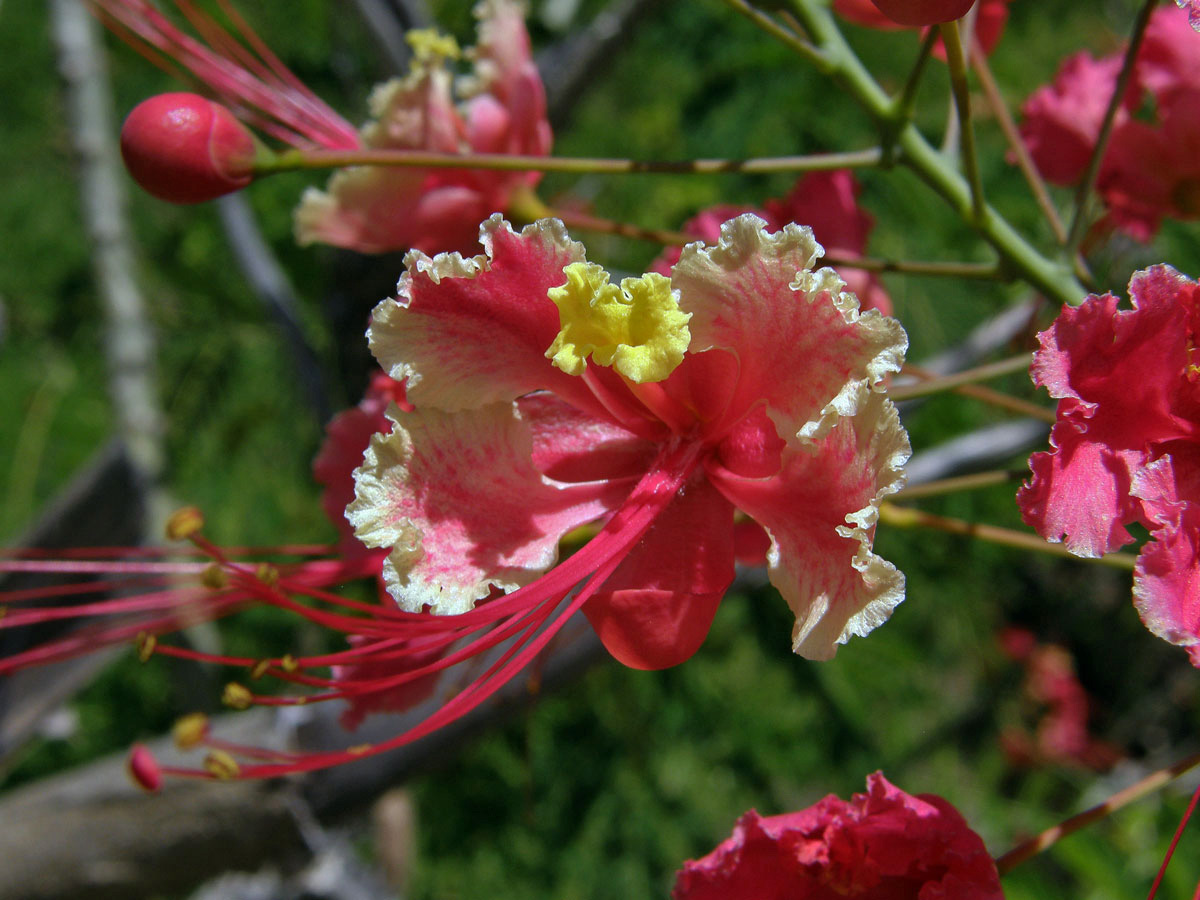 Caesalpinia pulcherrima (L.) Sw.