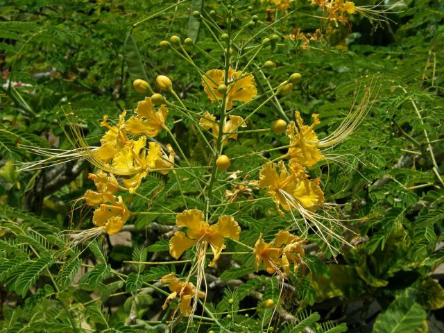 Caesalpinia pulcherrima (L.) Sw.