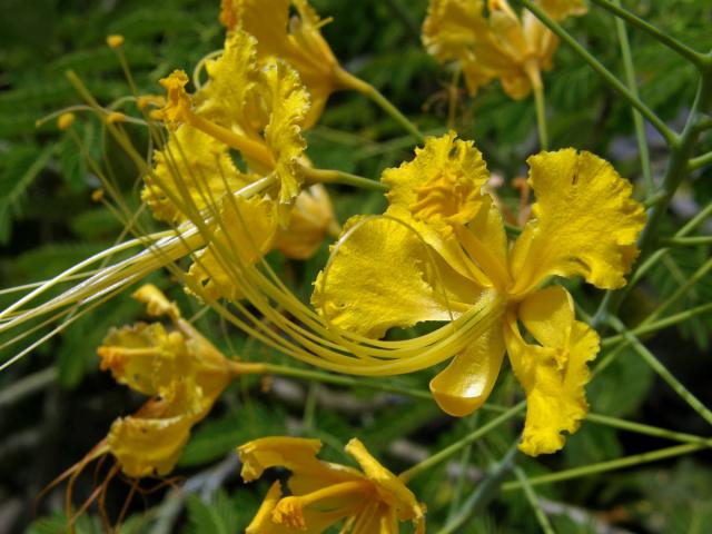 Caesalpinia pulcherrima (L.) Sw.