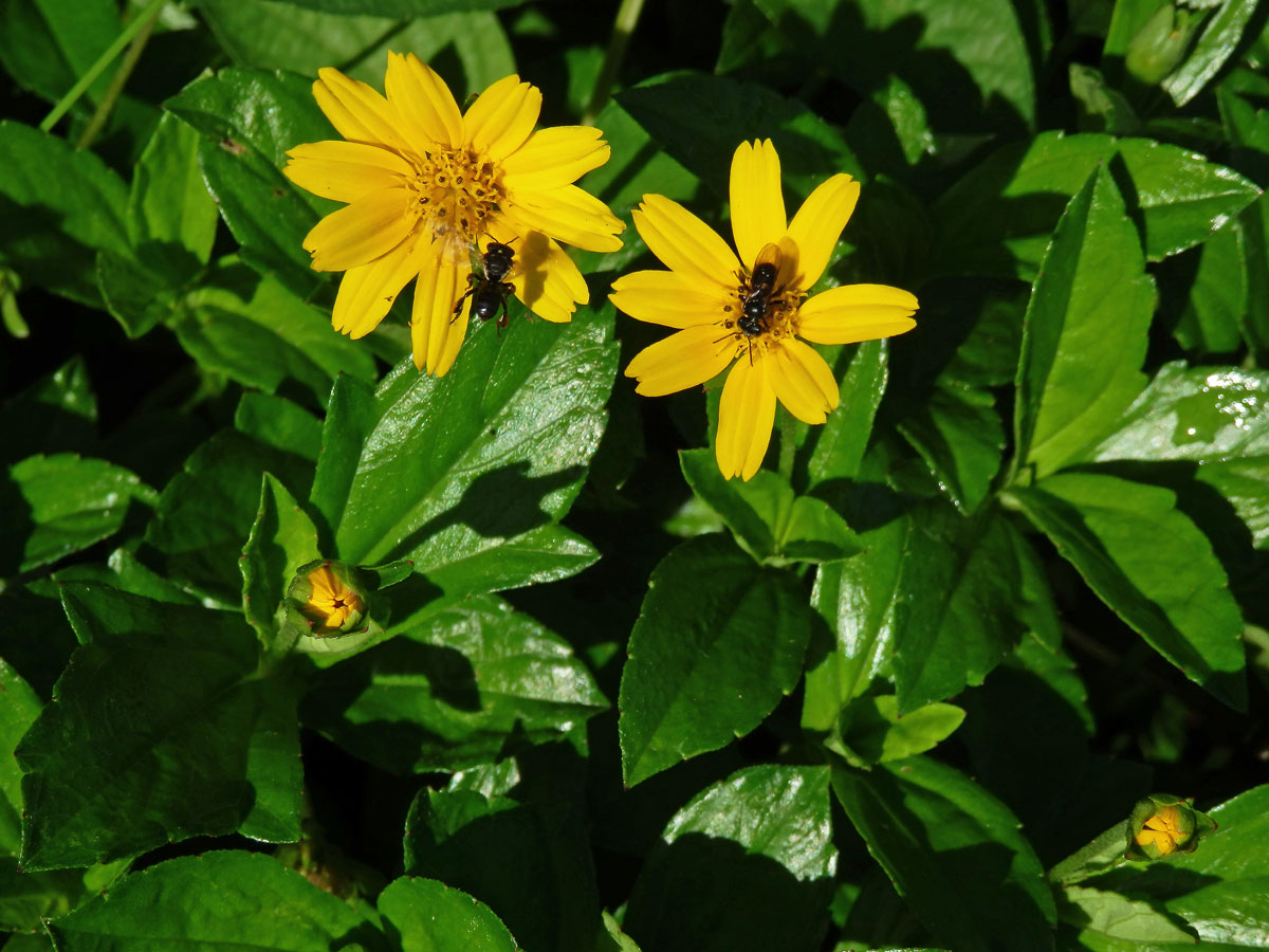 Sphagneticola trilobata (L.) Pruski