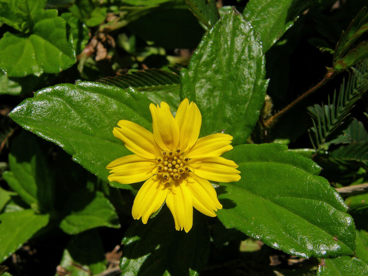 Sphagneticola trilobata (L.) Pruski