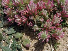 Jetel úzkolistý (Trifolium angustifolium L.)