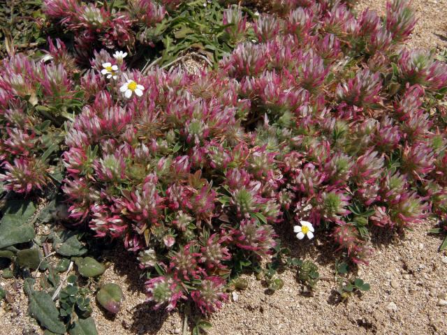 Jetel úzkolistý (Trifolium angustifolium L.)