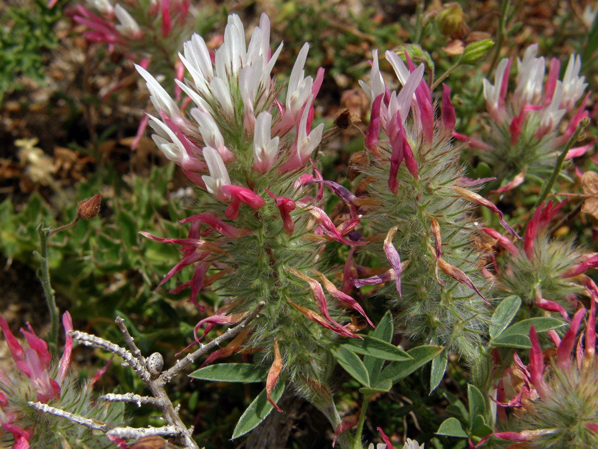 Jetel úzkolistý (Trifolium angustifolium L.)