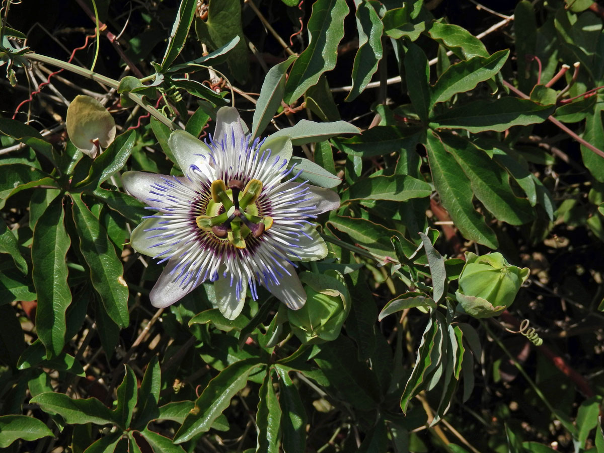 Mučenka modrá (Passiflora caerulea L.)