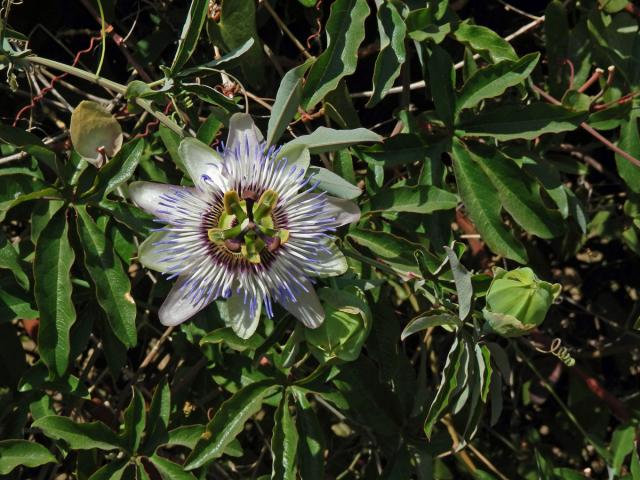 Mučenka modrá (Passiflora caerulea L.)