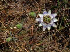 Mučenka modrá (Passiflora caerulea L.)