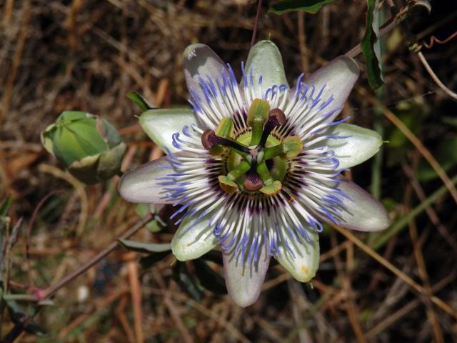 Mučenka modrá (Passiflora caerulea L.)