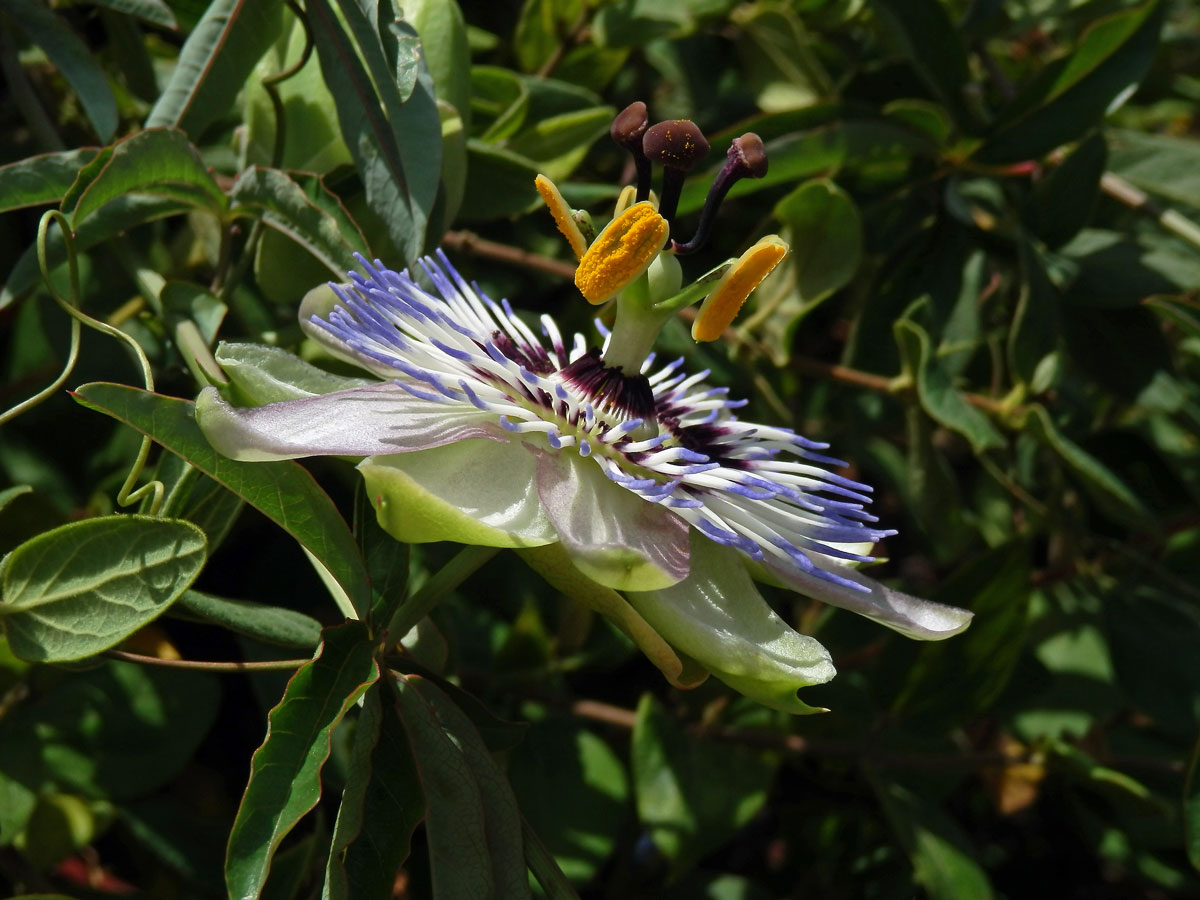 Mučenka modrá (Passiflora caerulea L.)