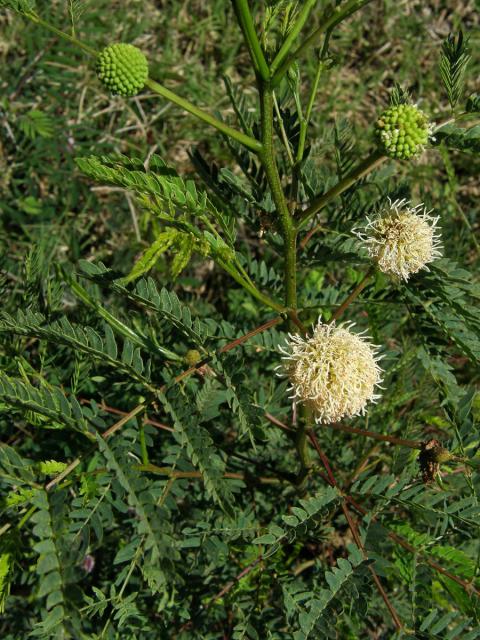 Leucaena leucocephala (Lam.) de Wit.