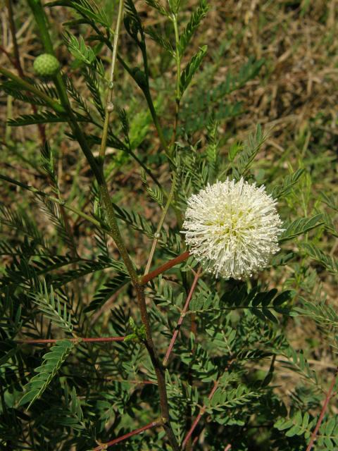 Leucaena leucocephala (Lam.) de Wit.