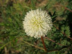 Leucaena leucocephala (Lam.) de Wit.