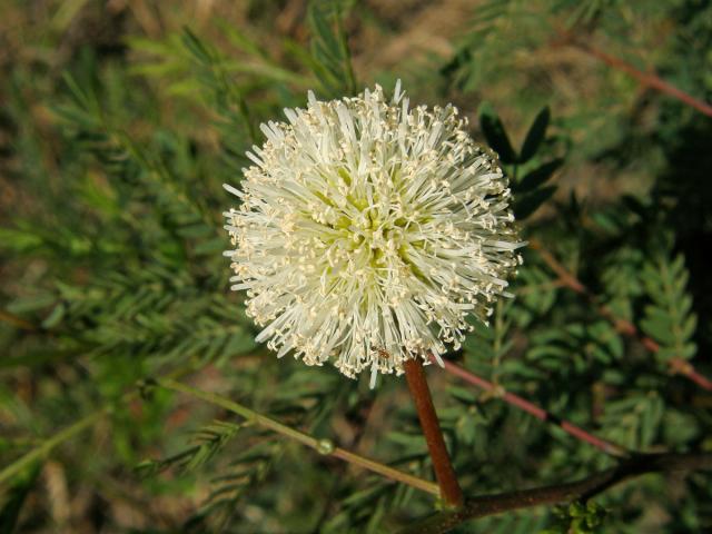 Leucaena leucocephala (Lam.) de Wit.