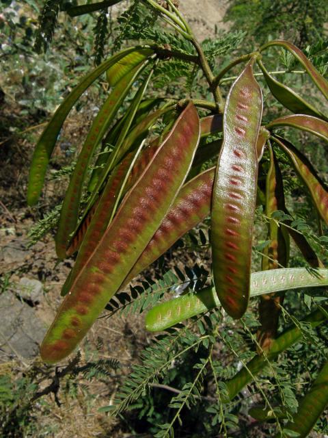 Leucaena leucocephala (Lam.) de Wit.