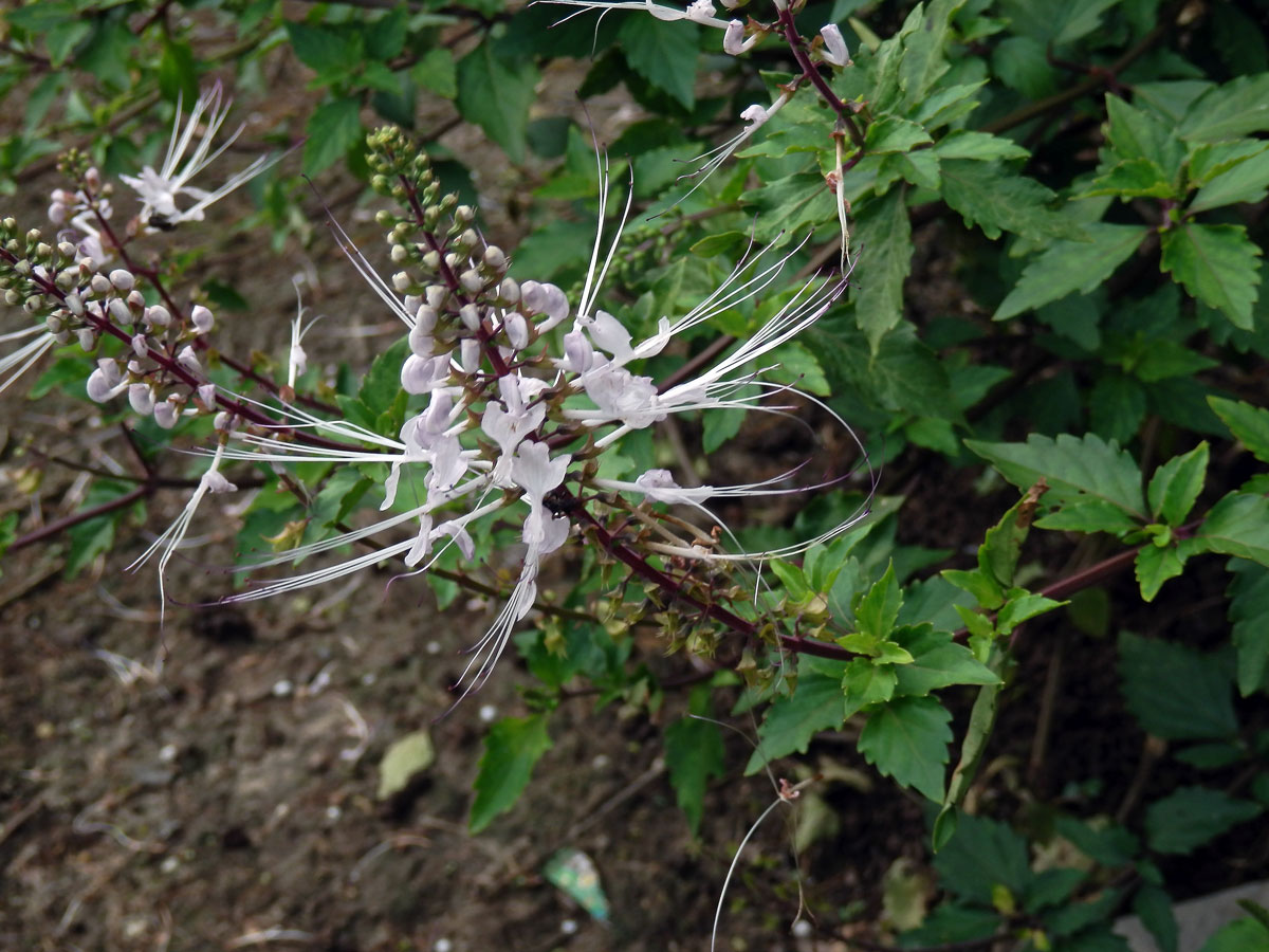 Orthosiphon aristatus (Blume) Miq.