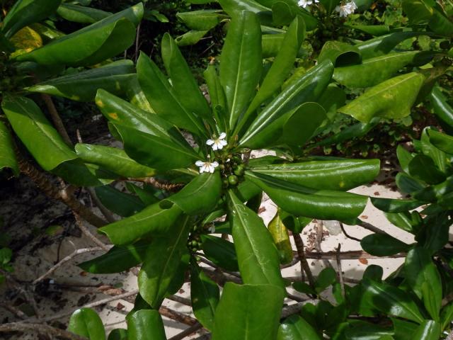 Vějířovka obecná (Moral obecný) (Scaevola taccada (Gaertn.) Roxb.)