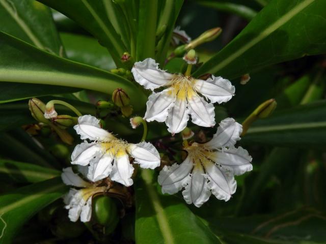 Vějířovka obecná (Moral obecný) (Scaevola taccada (Gaertn.) Roxb.)