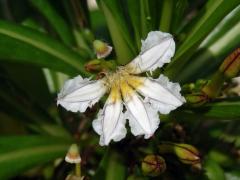 Vějířovka obecná (Moral obecný) (Scaevola taccada (Gaertn.) Roxb.)