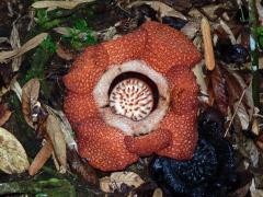 Rafflesia kerrii Meijer