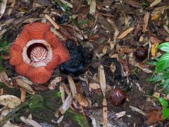 Rafflesia kerrii Meijer