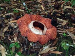 Rafflesia kerrii Meijer