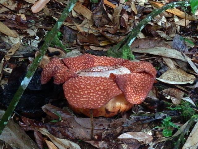 Rafflesia kerrii Meijer