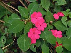 Netýkavka (Impatiens walleriana Hook. f.)