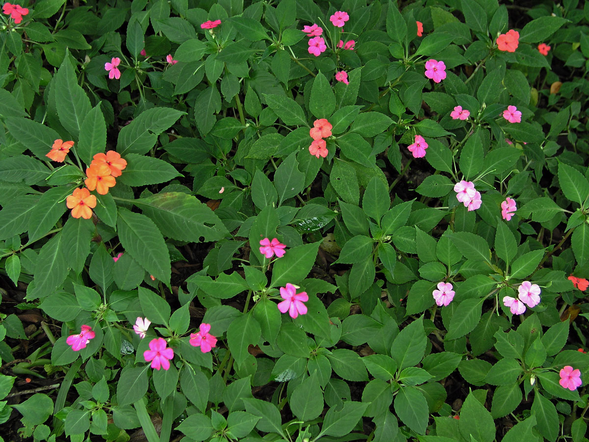 Netýkavka (Impatiens walleriana Hook. f.)