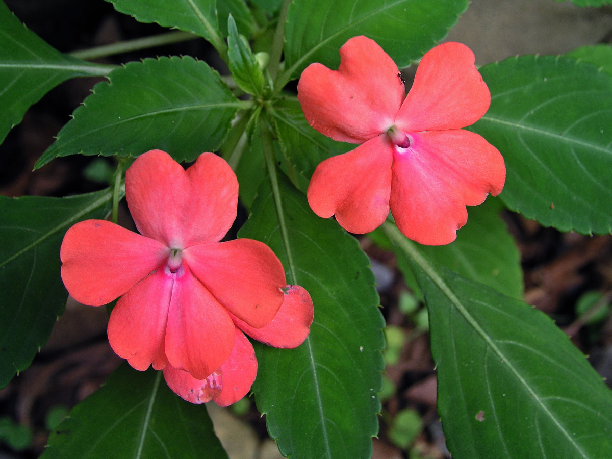 Netýkavka (Impatiens walleriana Hook. f.)