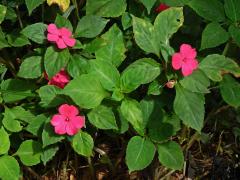 Netýkavka (Impatiens walleriana Hook. f.)