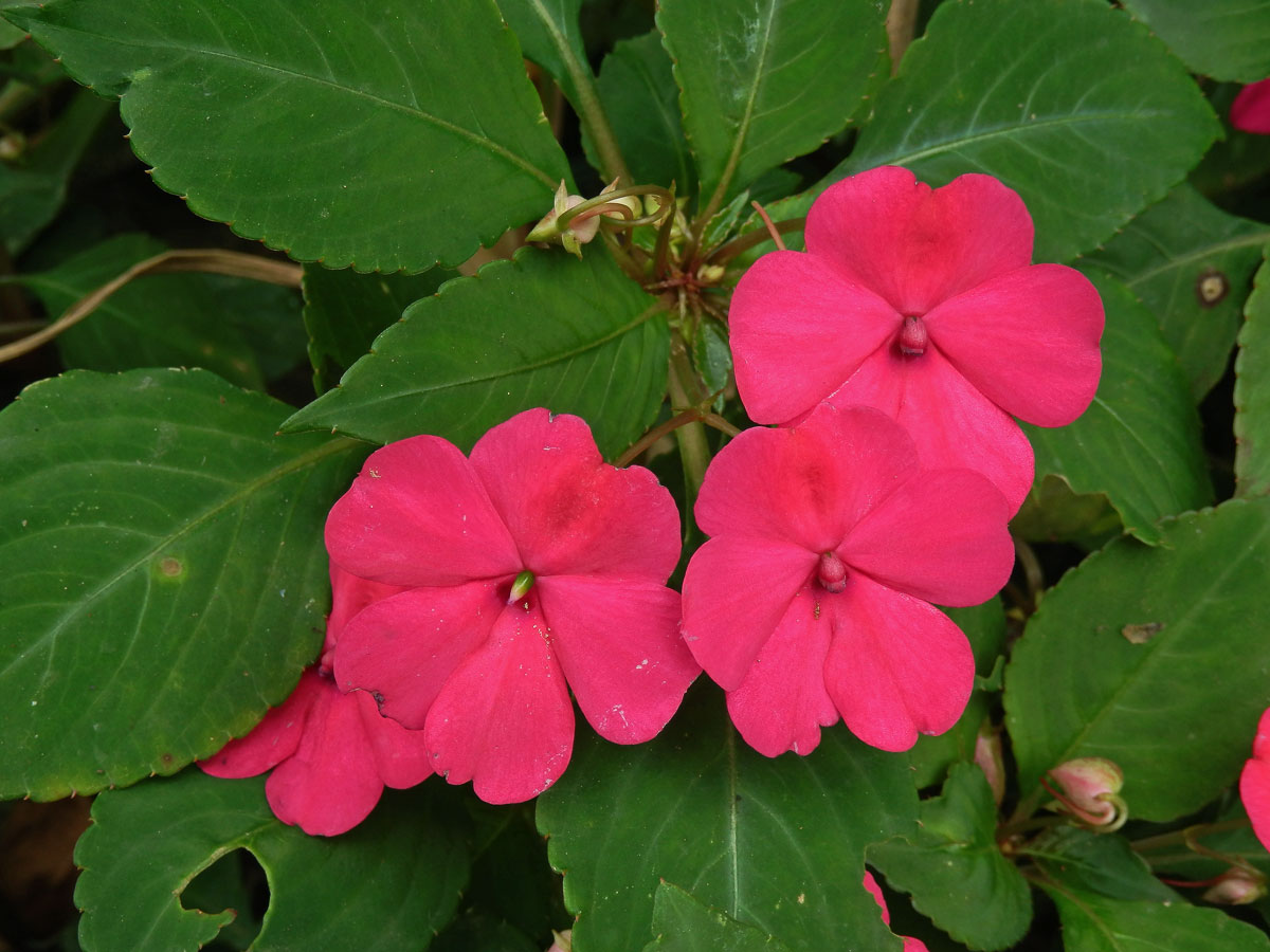 Netýkavka (Impatiens walleriana Hook. f.)