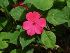 Netýkavka (Impatiens walleriana Hook. f.)