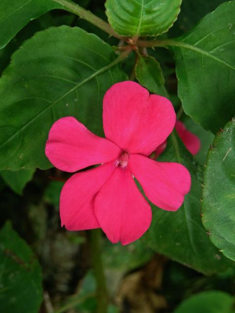 Netýkavka (Impatiens walleriana Hook. f.)