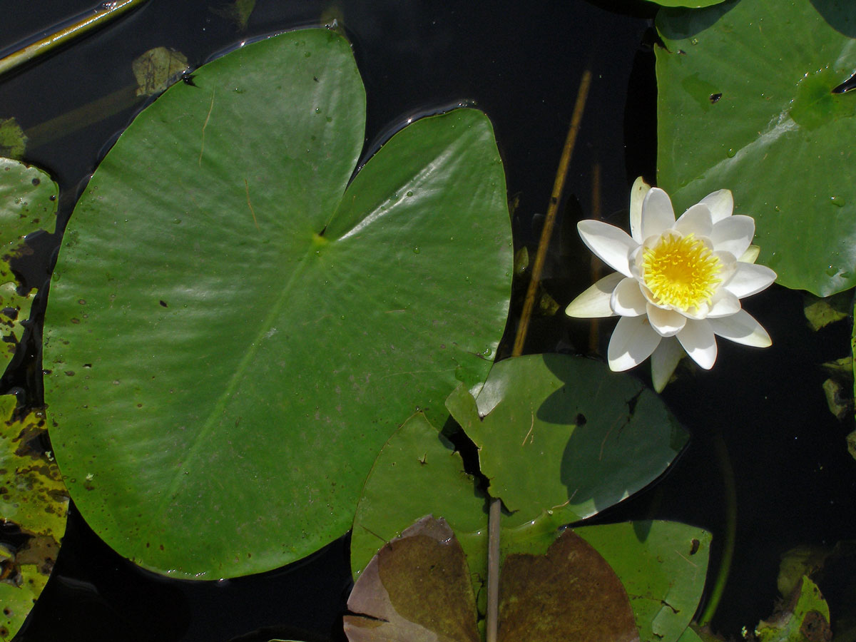 Leknín bílý (Nymphaea alba L.)