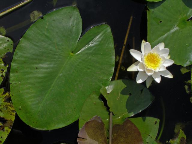 Leknín bílý (Nymphaea alba L.)