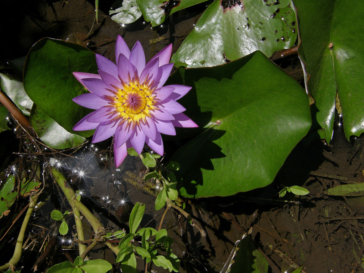 Leknín (Nymphaea nouchali Burm. f.)