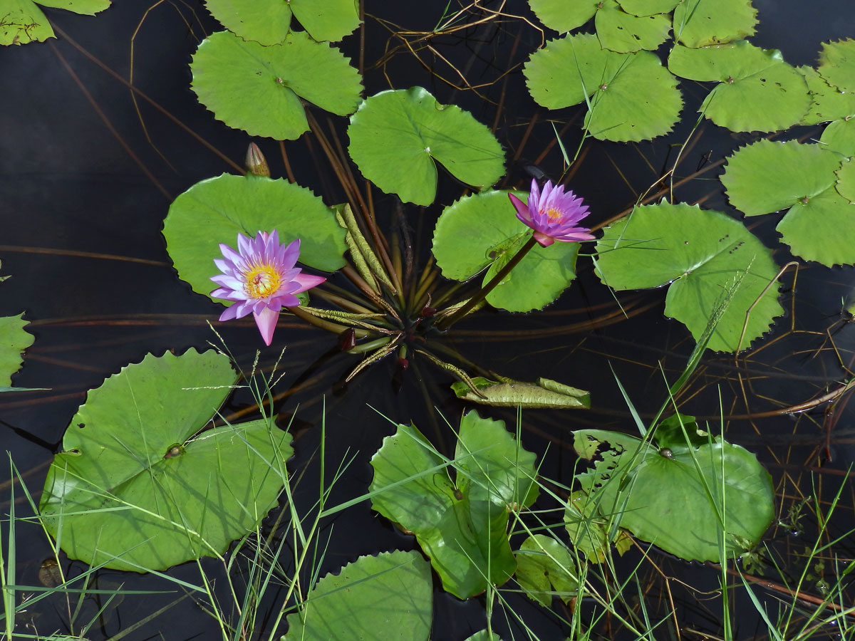 Leknín (Nymphaea nouchali Burm. f.)