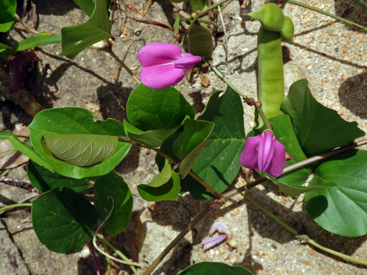 Canavalia lineata (Thunb.) DC.