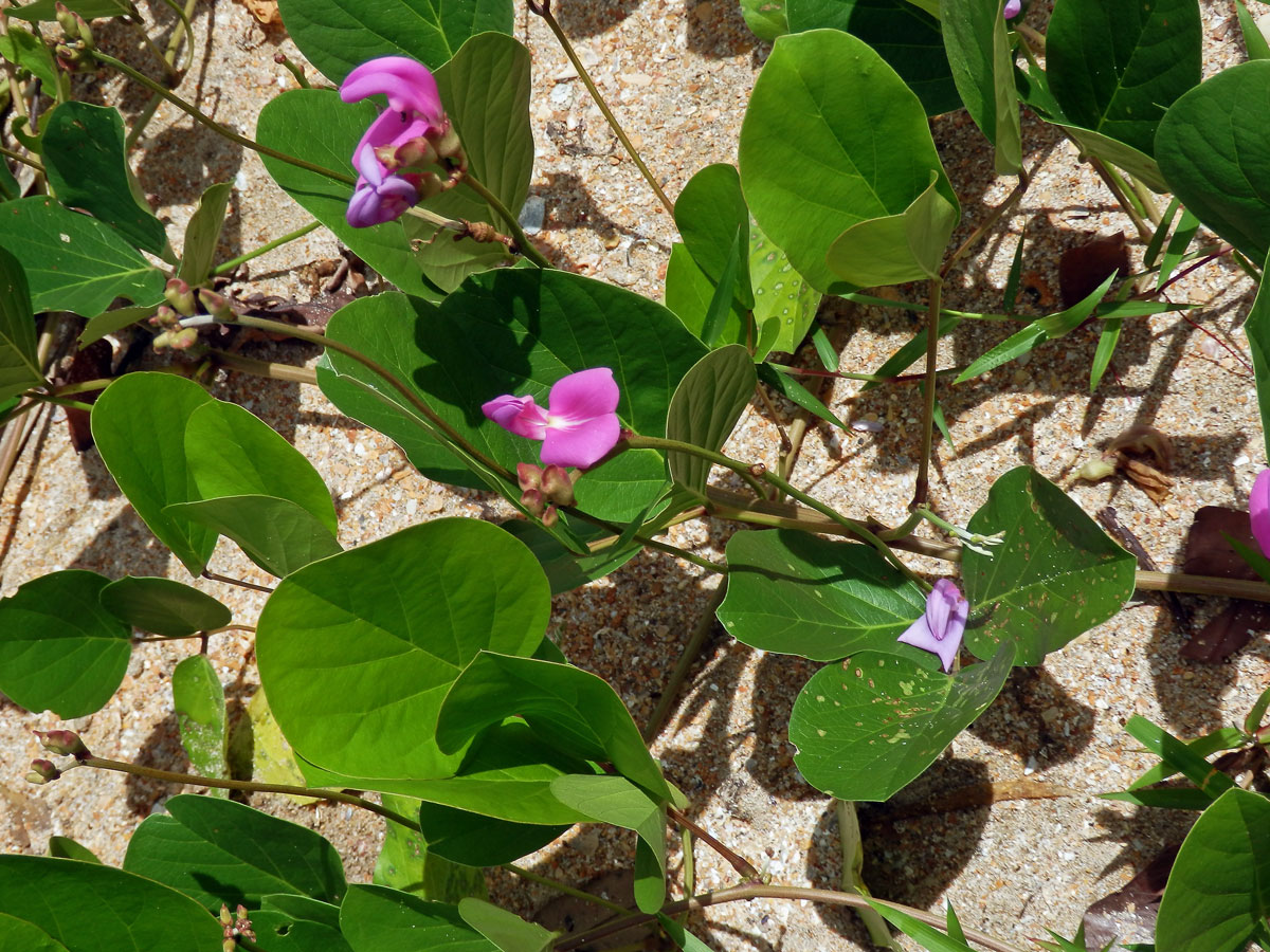 Canavalia lineata (Thunb.) DC.