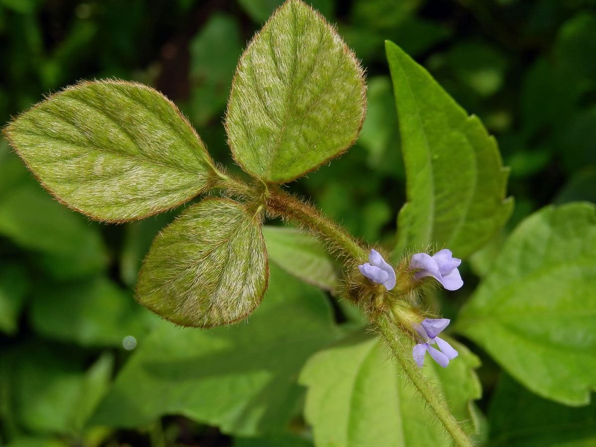 Calopogonium mucunoides Desv.