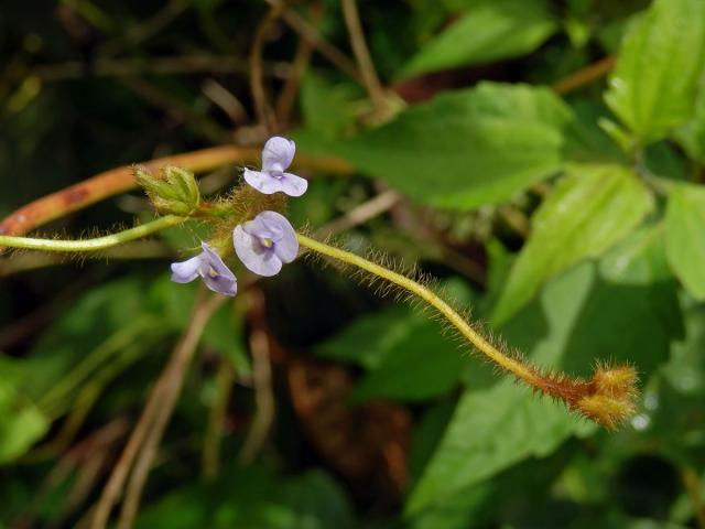 Calopogonium mucunoides Desv.